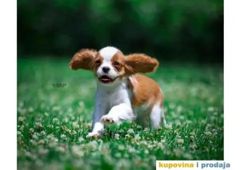 Kavalir king carls spanijel stenci - 2/7