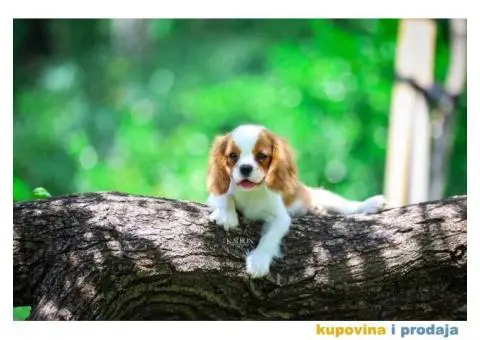 Kavalir king carls spanijel stenci - 3/7