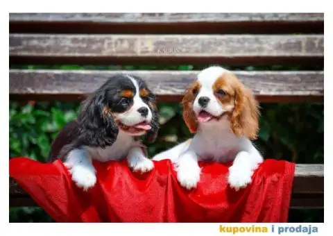 Kavalir king carls spanijel stenci - 4/7