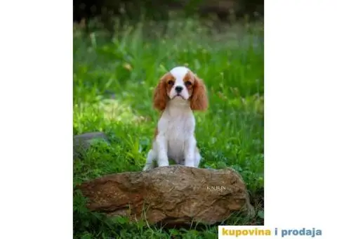 Kavalir king carls spanijel stenci - 5/7