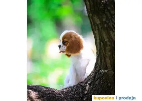 Kavalir king carls spanijel stenci - 6/7