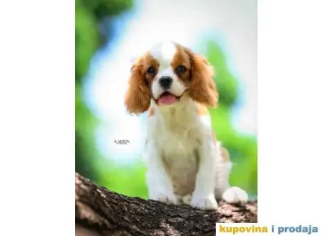 Kavalir king carls spanijel stenci - 7/7