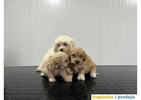 Maltipu stenci - 2/5