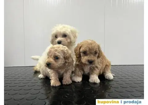 Maltipu stenci - 3/5