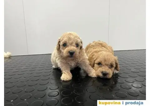 Maltipu stenci - 4/5