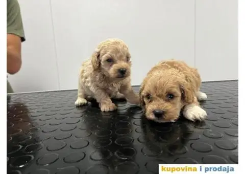 Maltipu stenci - 5/5