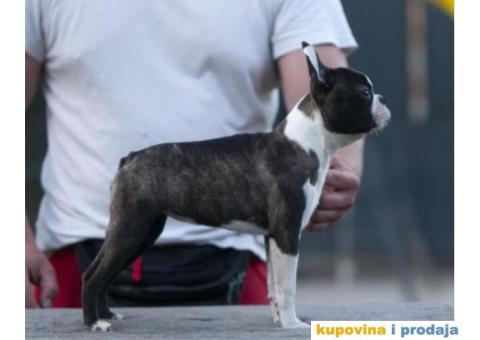 Boston terijer štenci - 1/10