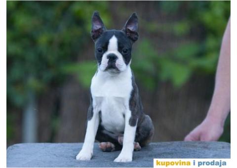 Boston terijer štenci - 2/10
