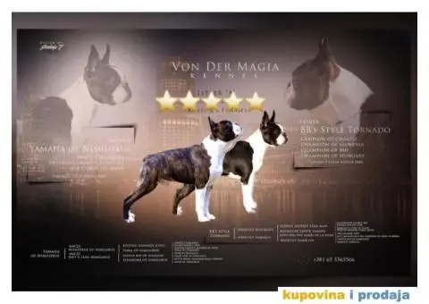 Boston terijer štenci - 3/10