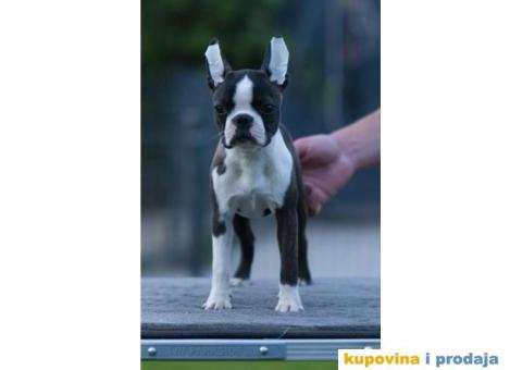 Boston terijer štenci - 4/10
