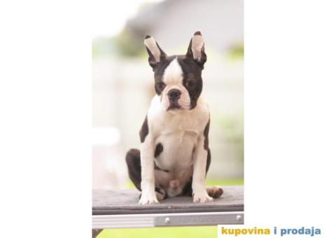 Boston terijer štenci - 5/10