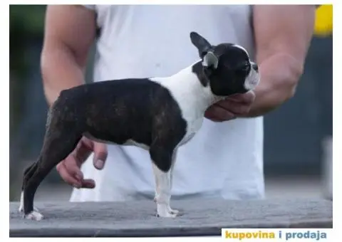 Boston terijer štenci - 6/10