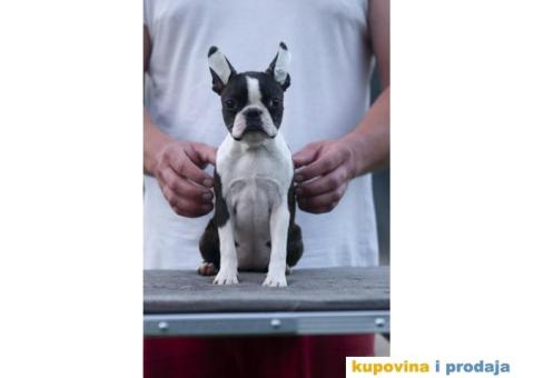 Boston terijer štenci - 7/10