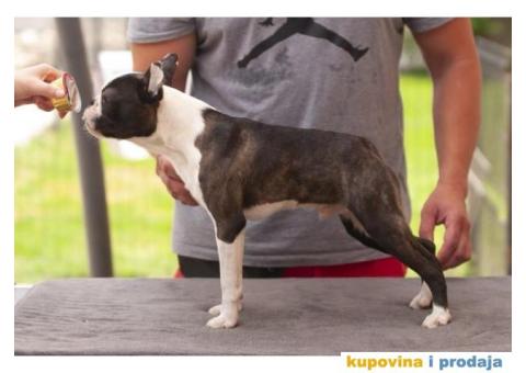 Boston terijer štenci - 8/10