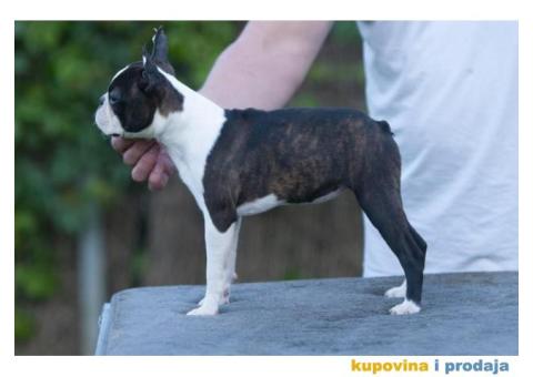 Boston terijer štenci - 9/10