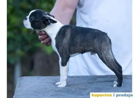 Boston terijer štenci - 10/10