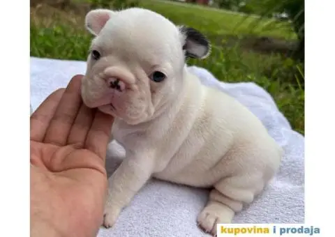 Standard štenci Francuskog Buldoga - 7/8