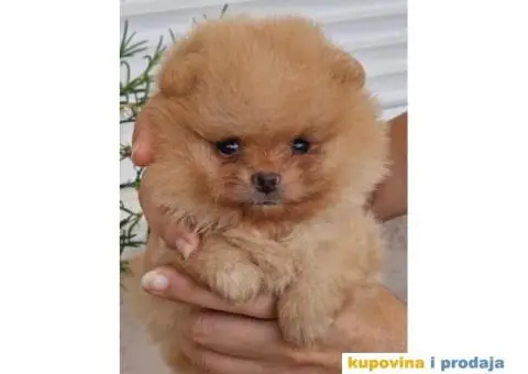 Pomeranac BOO štenci PREPORUKA - 1/3