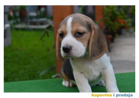 Bigl prelepi štenci - 1/6