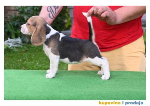Bigl prelepi štenci - 2/6