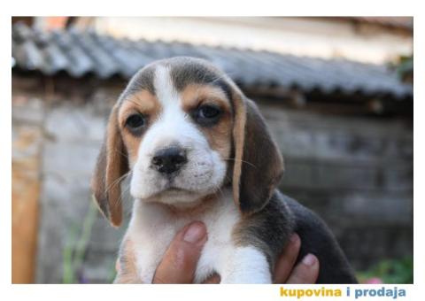 Bigl prelepi štenci - 3/6