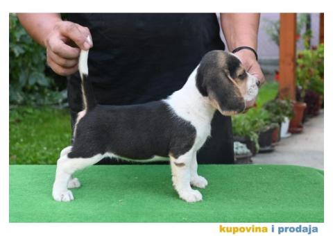Bigl prelepi štenci - 4/6