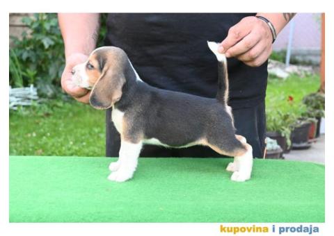 Bigl prelepi štenci - 6/6