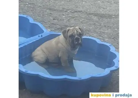 Stenad engleskog buldoga - 5/5