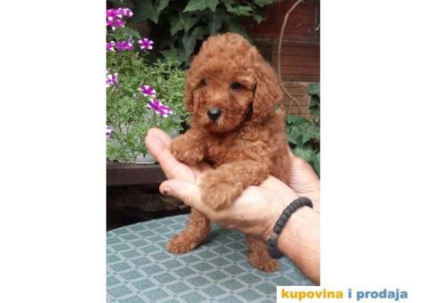 PUDLE, patuljaste i toy - 1/5