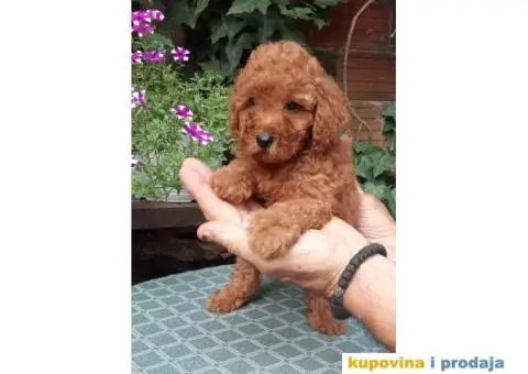 PUDLE, patuljaste i toy - 1/5