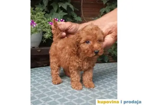 PUDLE, patuljaste i toy - 2/5