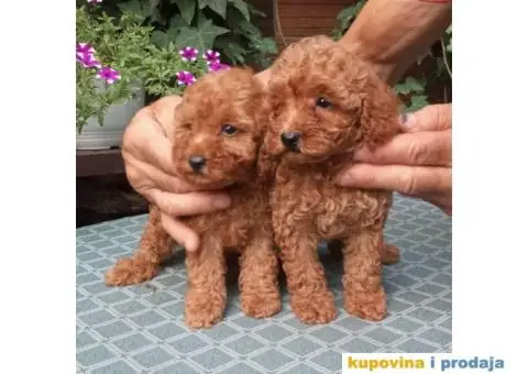 PUDLE, patuljaste i toy - 3/5