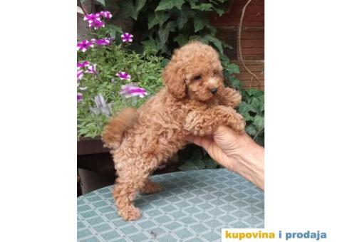 PUDLE, patuljaste i toy - 4/5