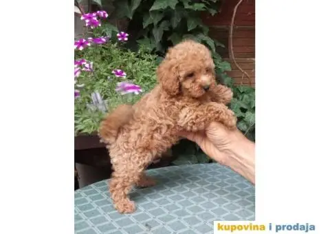 PUDLE, patuljaste i toy - 4/5