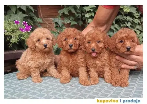 PUDLE, patuljaste i toy - 5/5