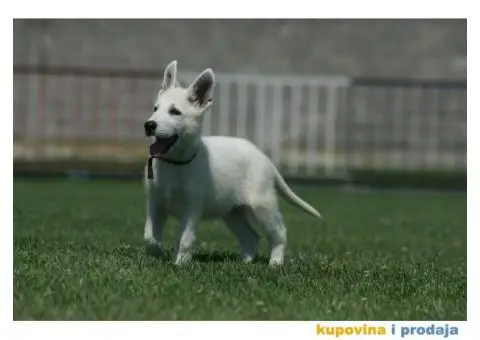 Beli švajcarski ovčar štenci - 1/10