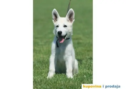Beli švajcarski ovčar štenci - 2/10