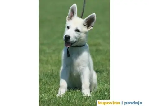 Beli švajcarski ovčar štenci - 3/10
