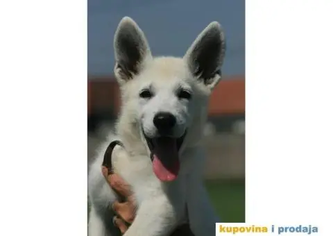 Beli švajcarski ovčar štenci - 4/10