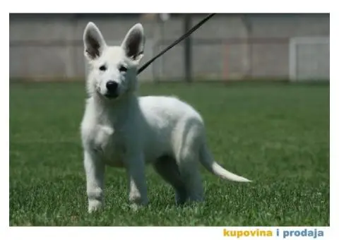 Beli švajcarski ovčar štenci - 5/10