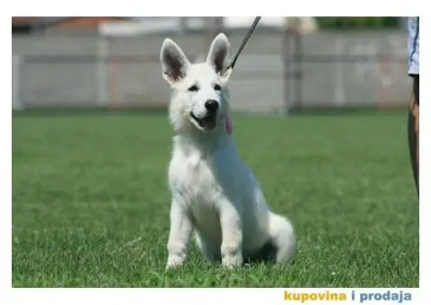 Beli švajcarski ovčar štenci - 6/10