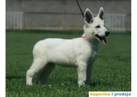 Beli švajcarski ovčar štenci - 7/10