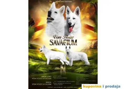Beli švajcarski ovčar štenci - 10/10