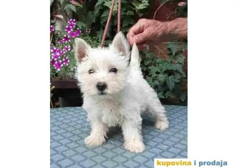 WESTI zapadno beli škotski terijer - 1/5