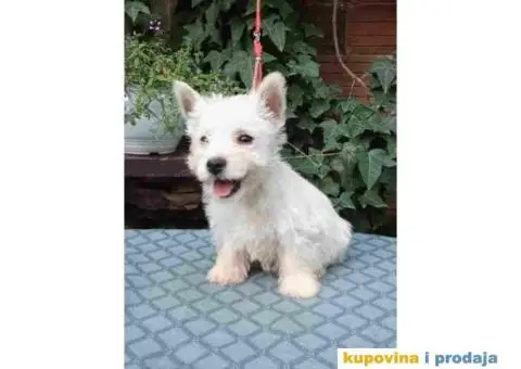 WESTI zapadno beli škotski terijer - 2/5