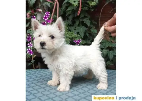 WESTI zapadno beli škotski terijer - 3/5