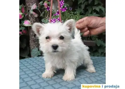 WESTI zapadno beli škotski terijer - 4/5