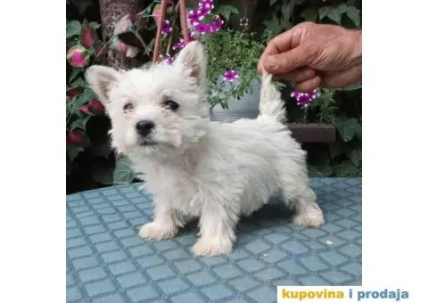 WESTI zapadno beli škotski terijer - 5/5