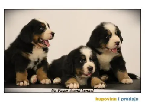 Bernski planinski pas štenci - 1/10
