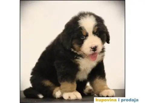 Bernski planinski pas štenci - 2/10